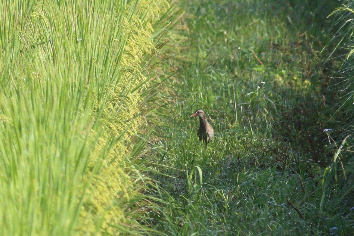 Brown-cheeked Rail - Cassie  Liu