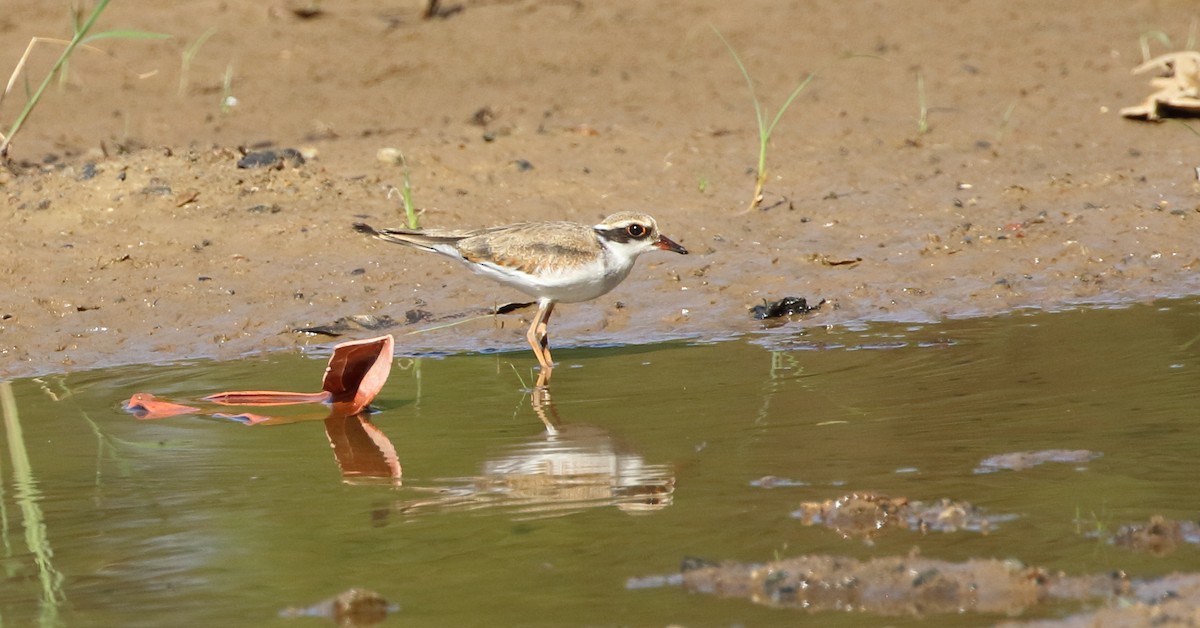 Black-fronted Dotterel - ML123329291