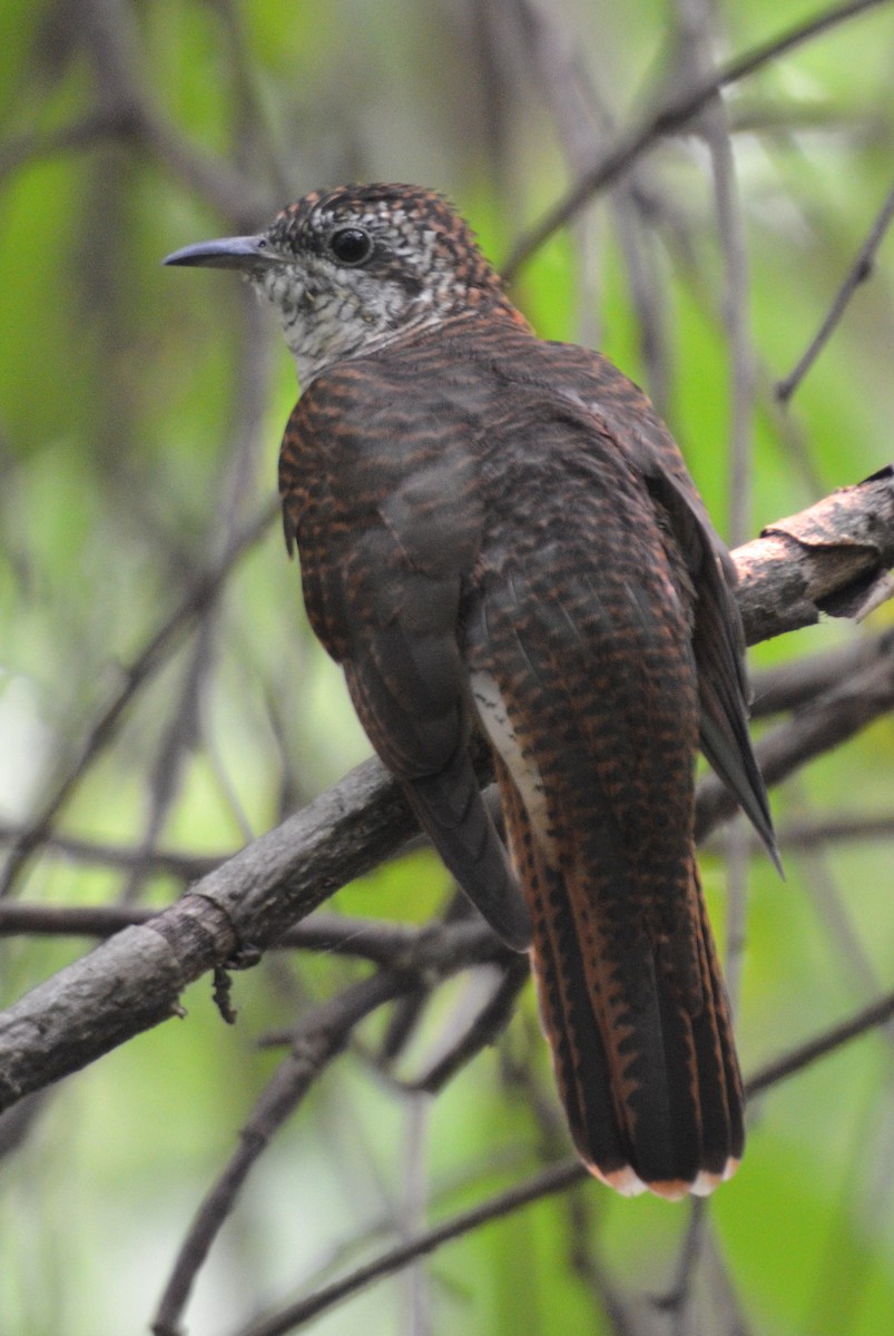 Banded Bay Cuckoo - ML123330091