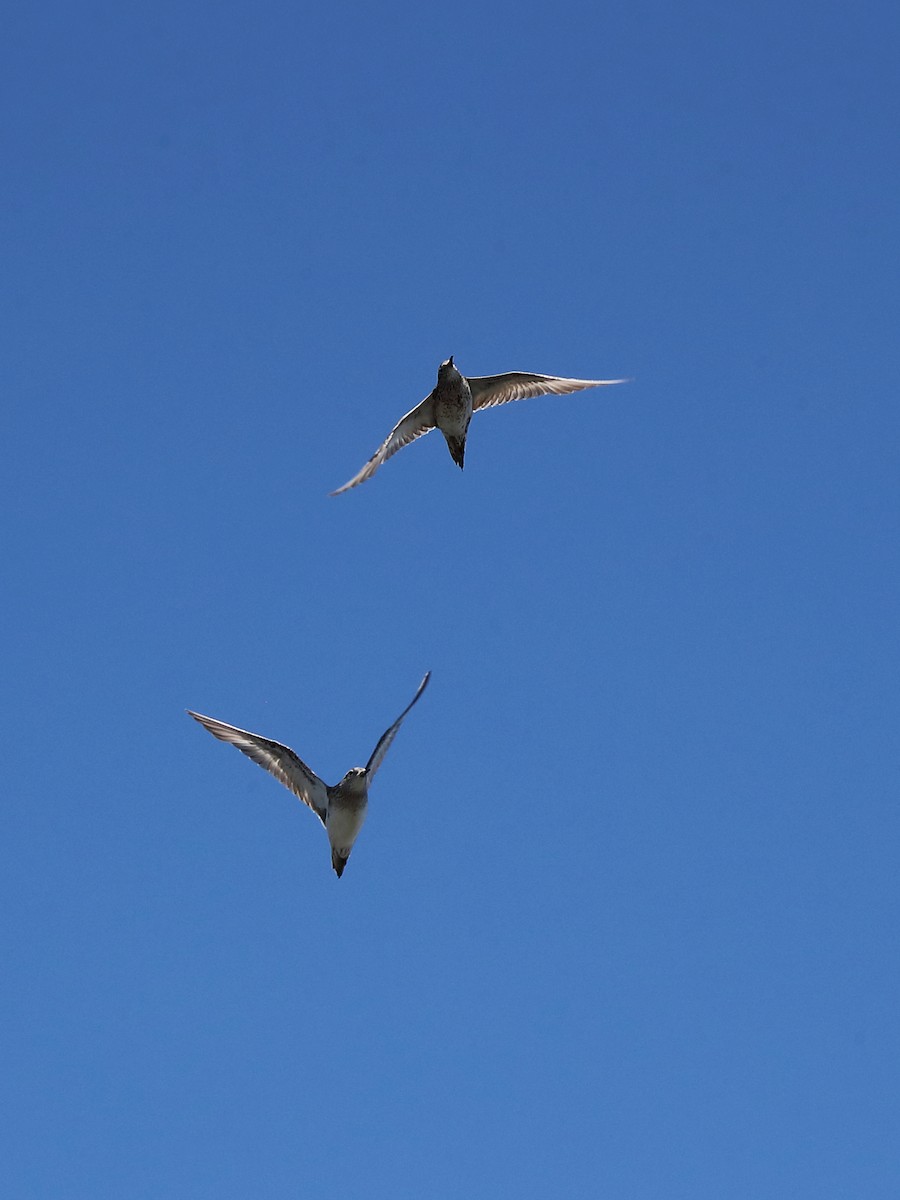 Sharp-tailed Sandpiper - ML123331121