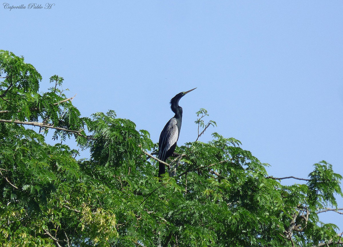 Anhinga d'Amérique - ML123333521