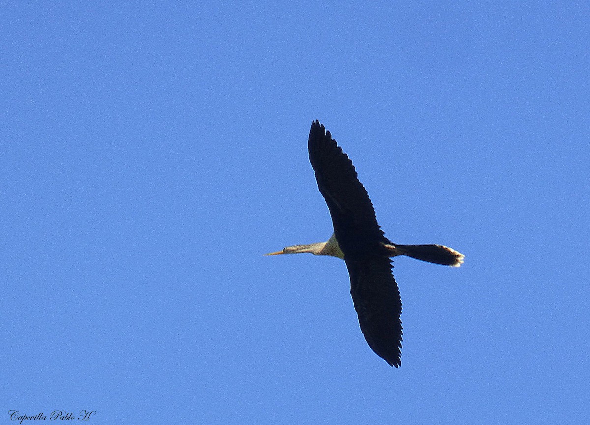 Anhinga d'Amérique - ML123333571