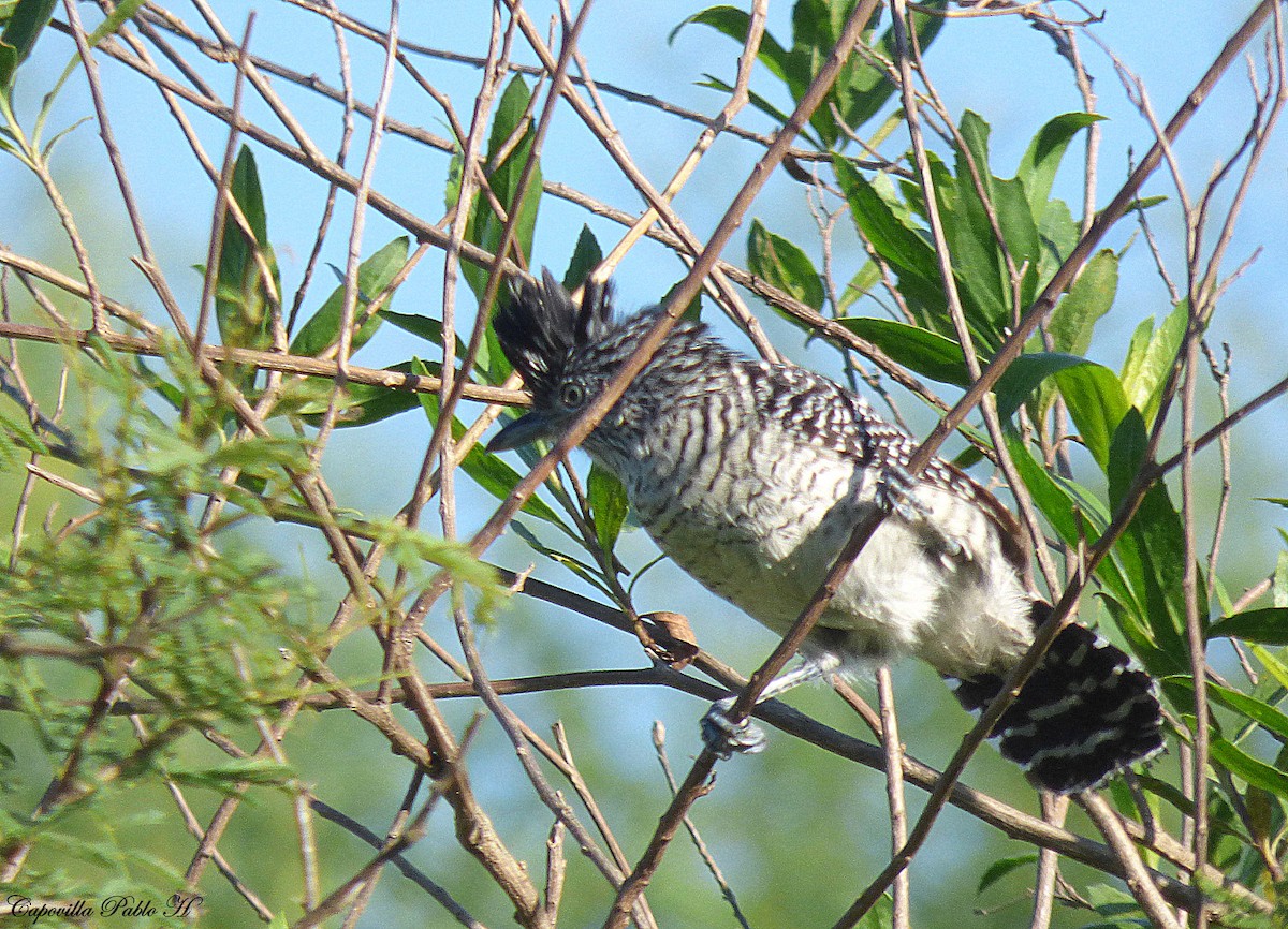 Barred Antshrike - ML123333821