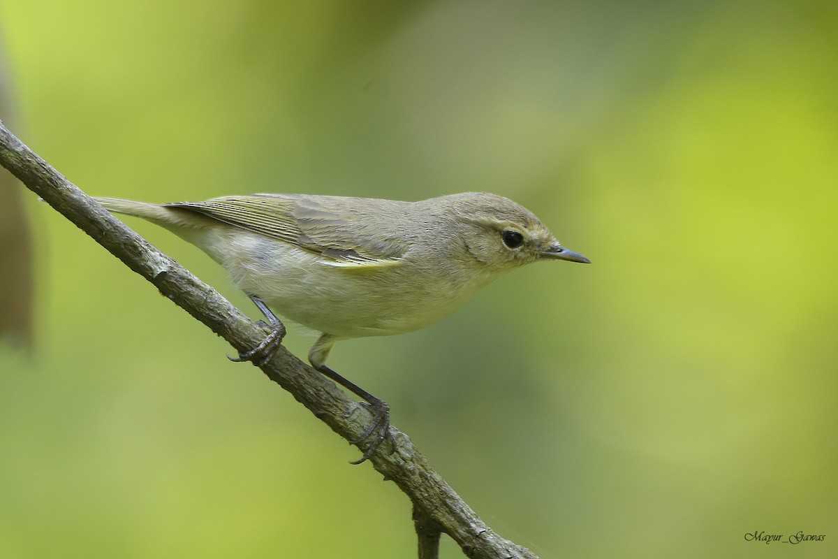 Common Chiffchaff - ML123335081