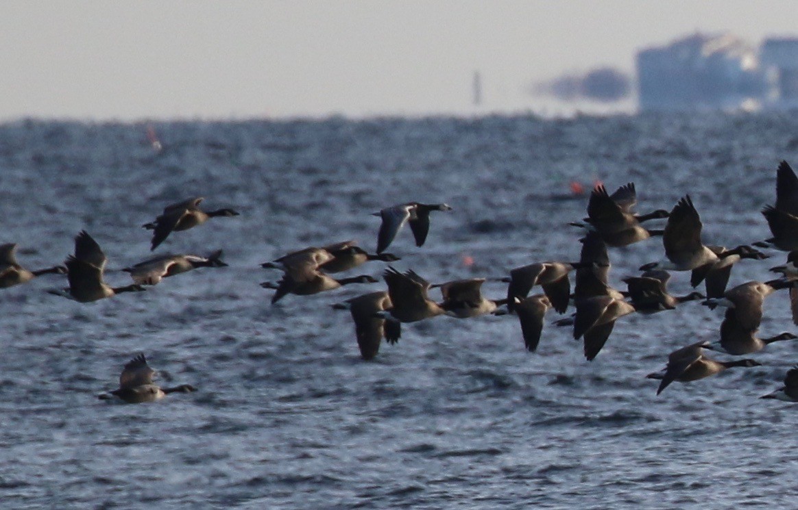 Barnacle Goose - ML123335321