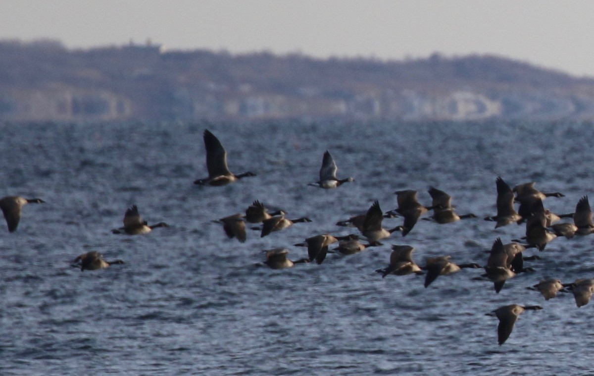 Barnacle Goose - ML123335331