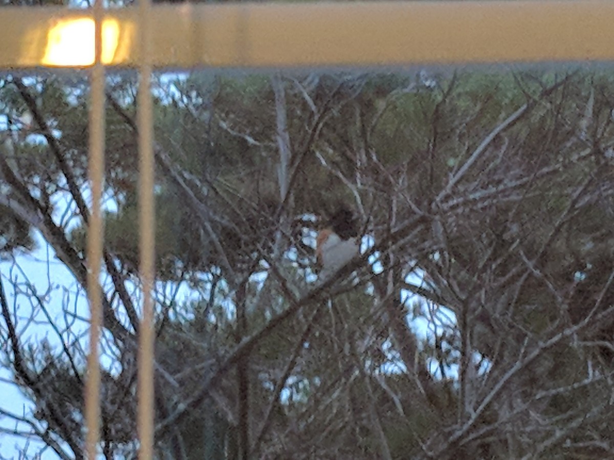 Eastern Towhee - ML123336401