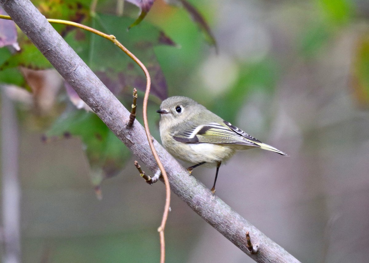 Ruby-crowned Kinglet - Rick&Peggy Price