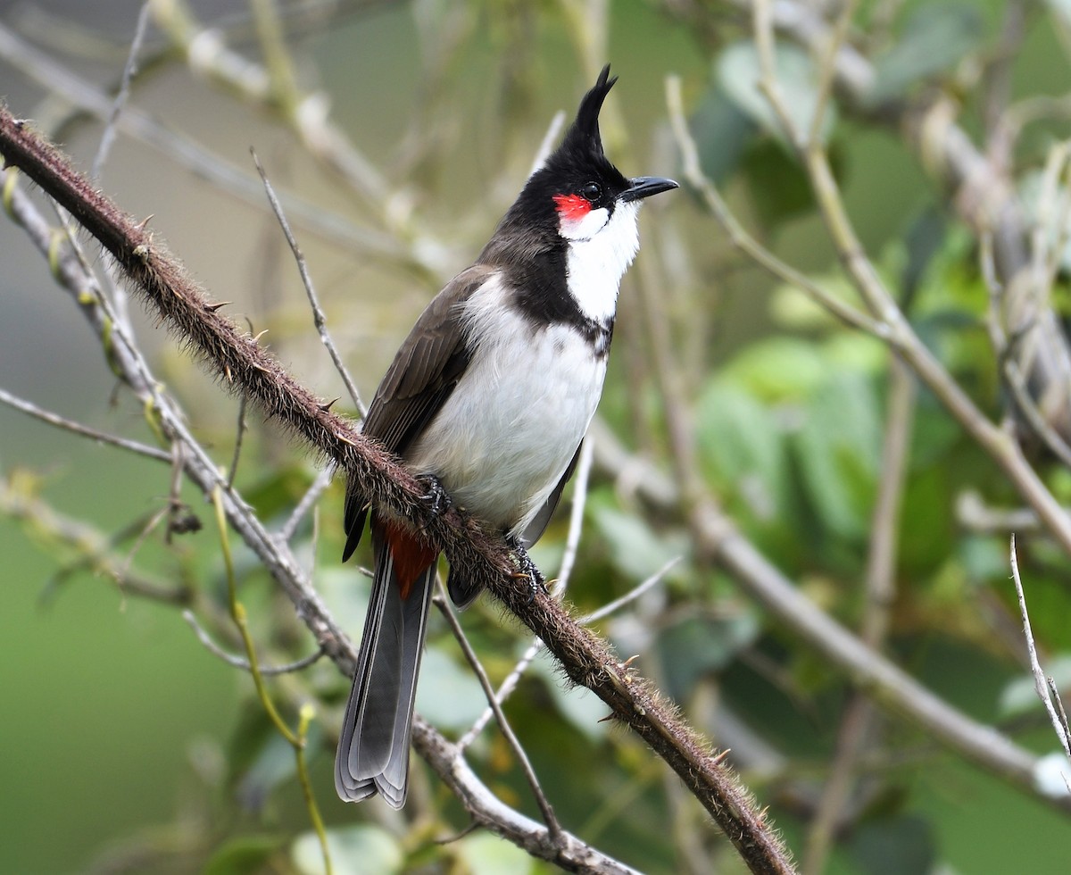 Red-whiskered Bulbul - ML123339151