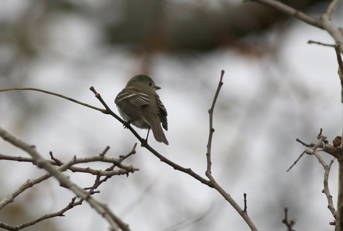 Alder Flycatcher - ML123340481