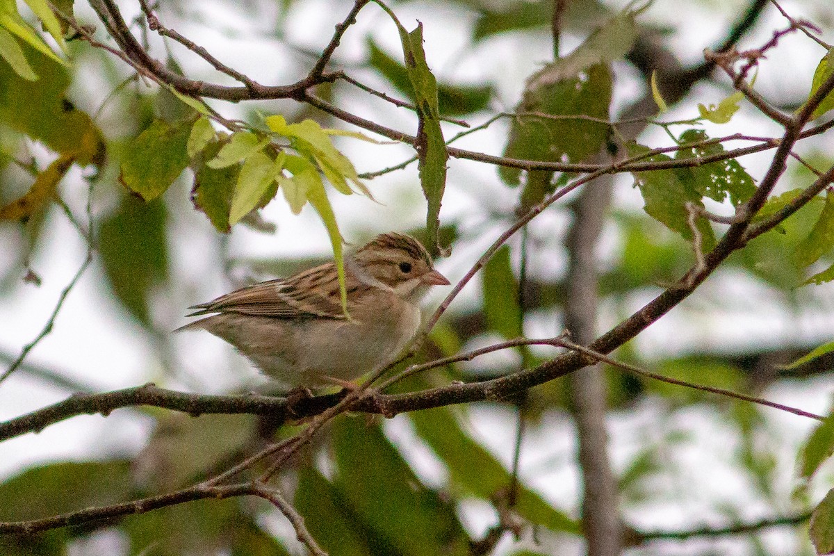 Clay-colored Sparrow - ML123342061