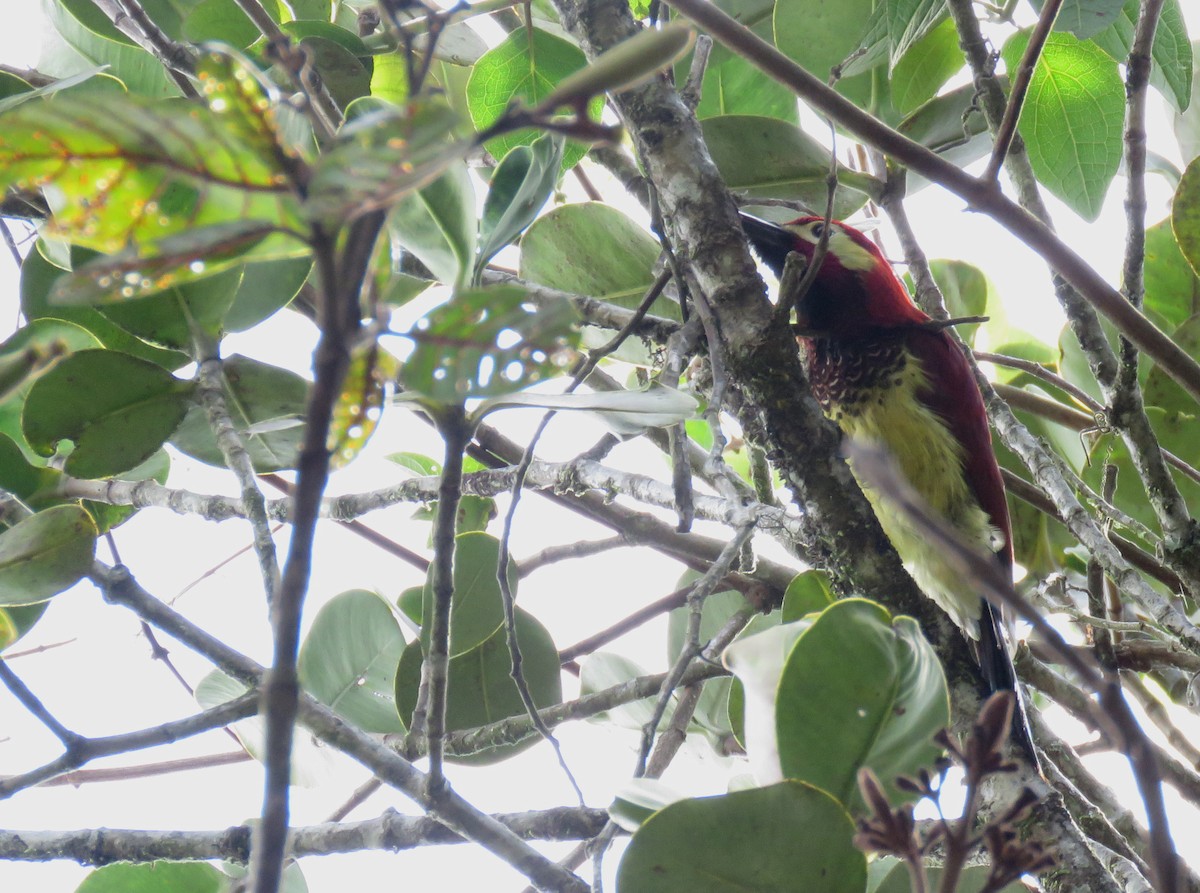 Crimson-mantled Woodpecker - ML123344161