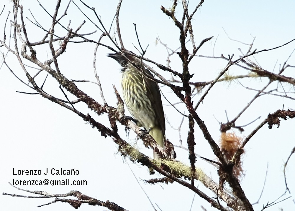 Bearded Bellbird - ML123345081