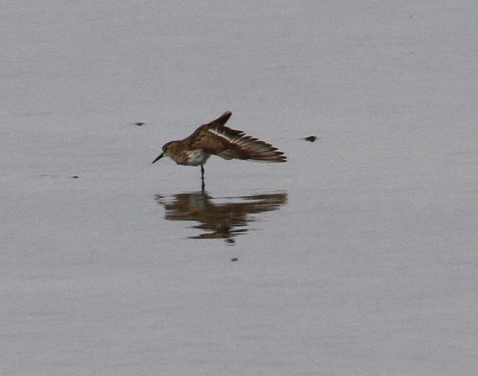 Western Sandpiper - Don Coons