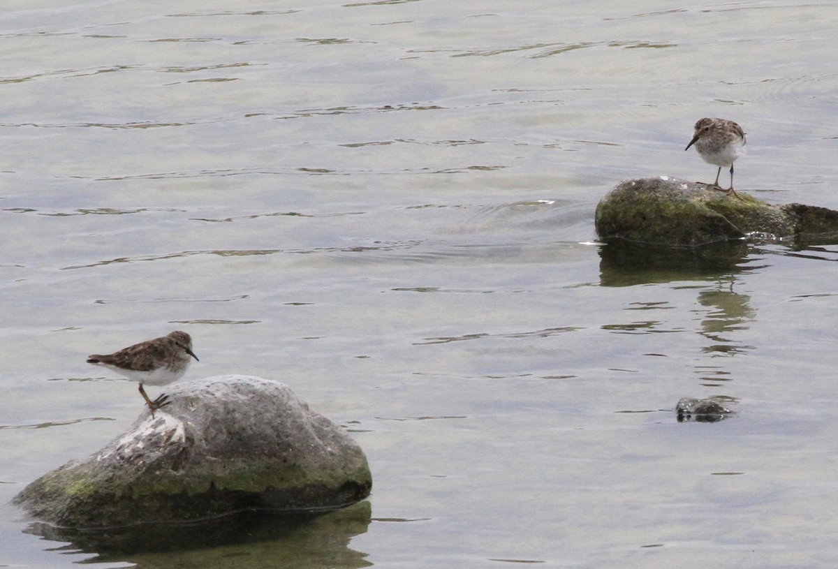 Western Sandpiper - Don Coons
