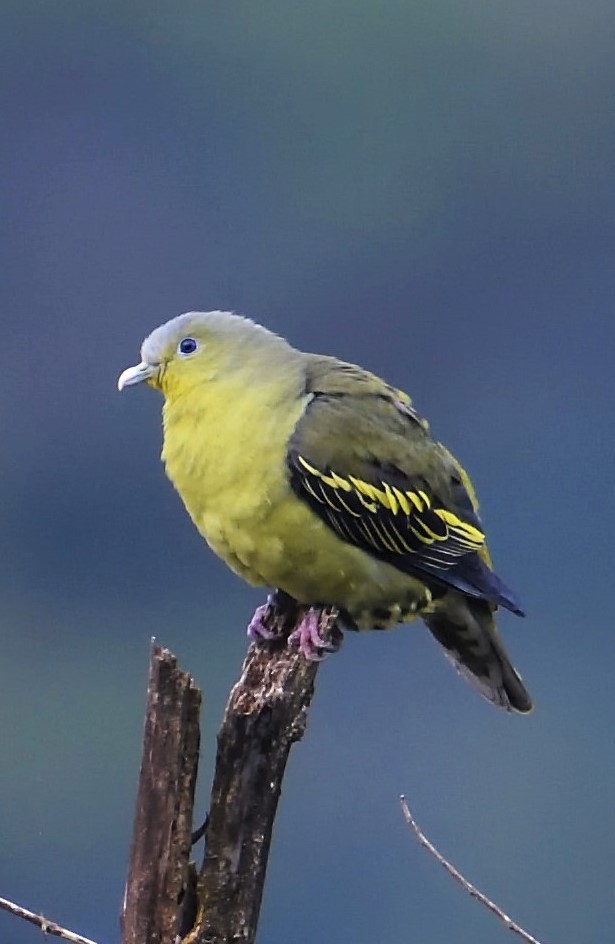 Gray-fronted Green-Pigeon - VIJAY S