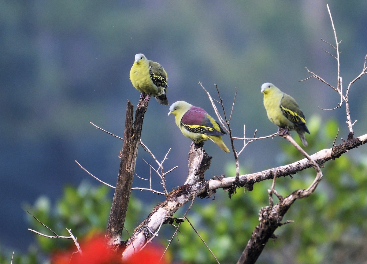 Gray-fronted Green-Pigeon - VIJAY S