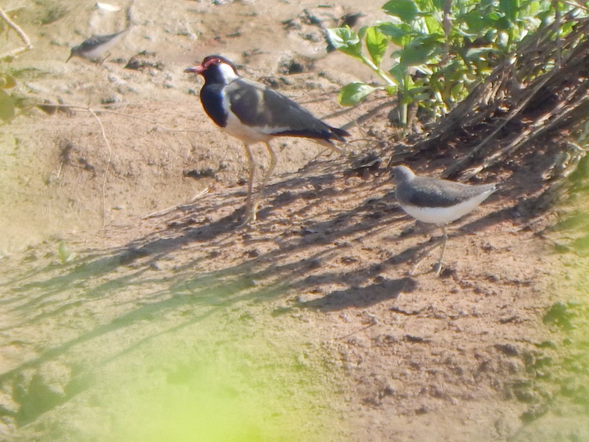 Green Sandpiper - ML123347131