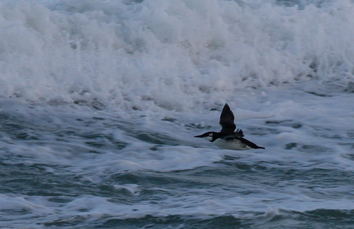 Common Murre - ML123348131