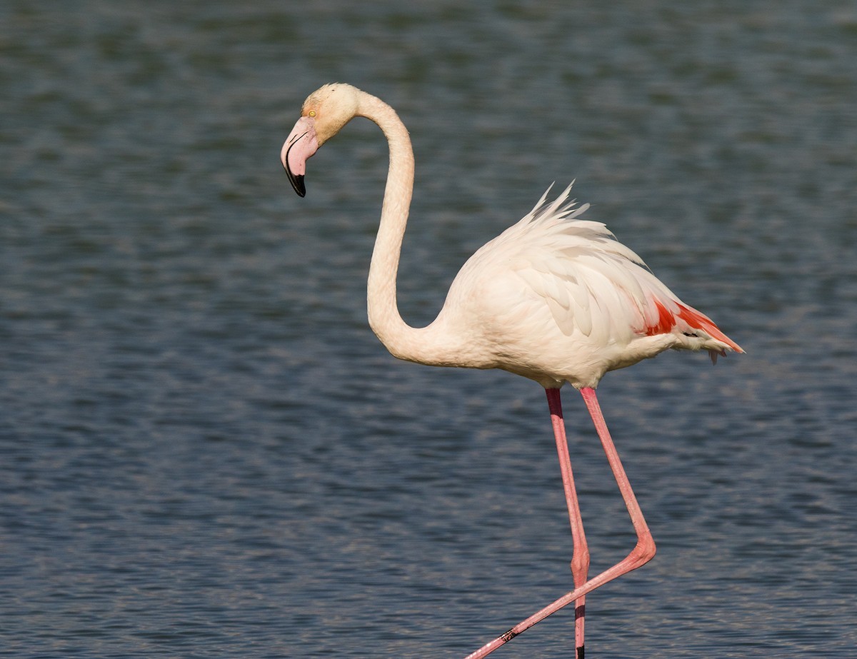 Greater Flamingo - ML123350941