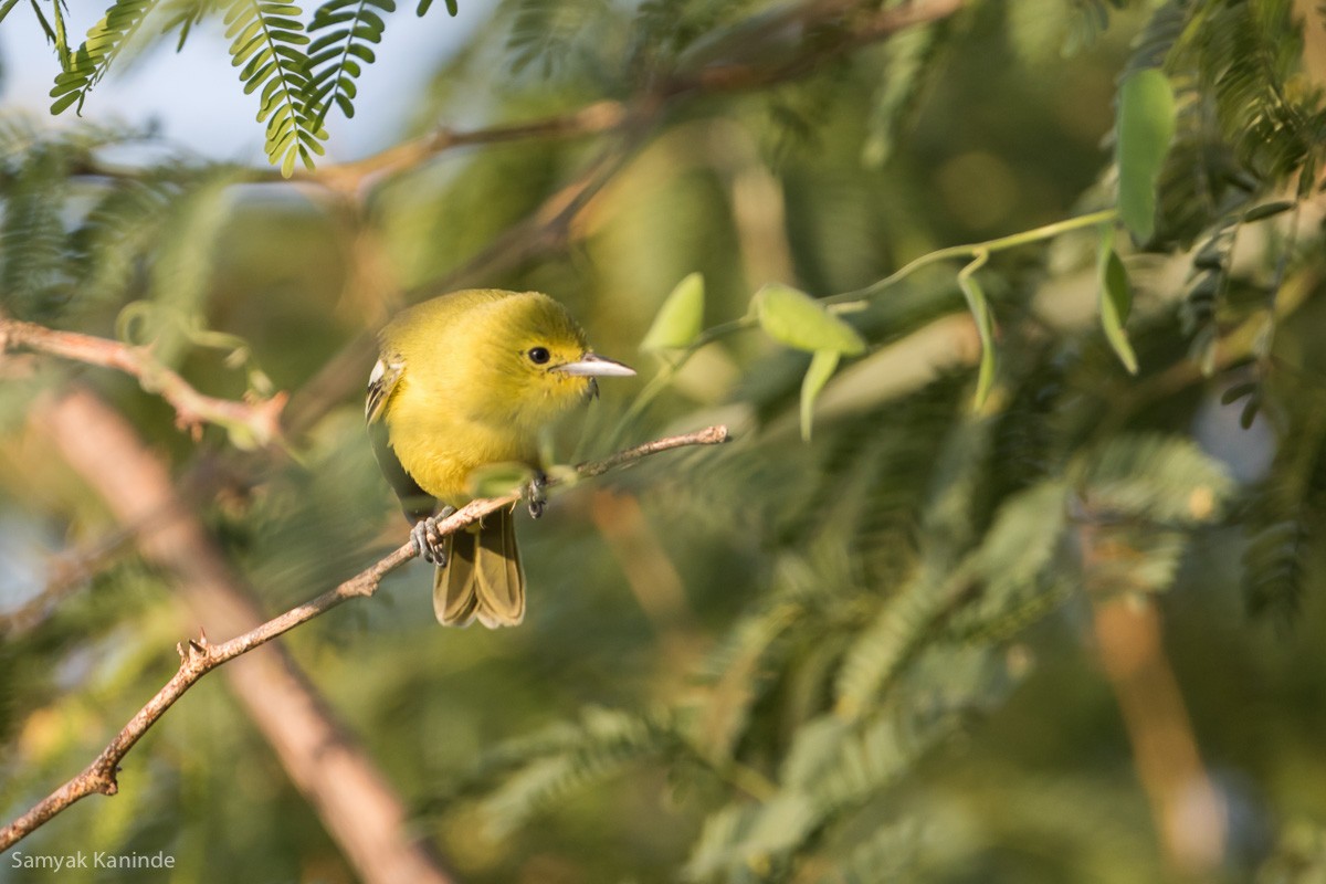 Common Iora - ML123351031