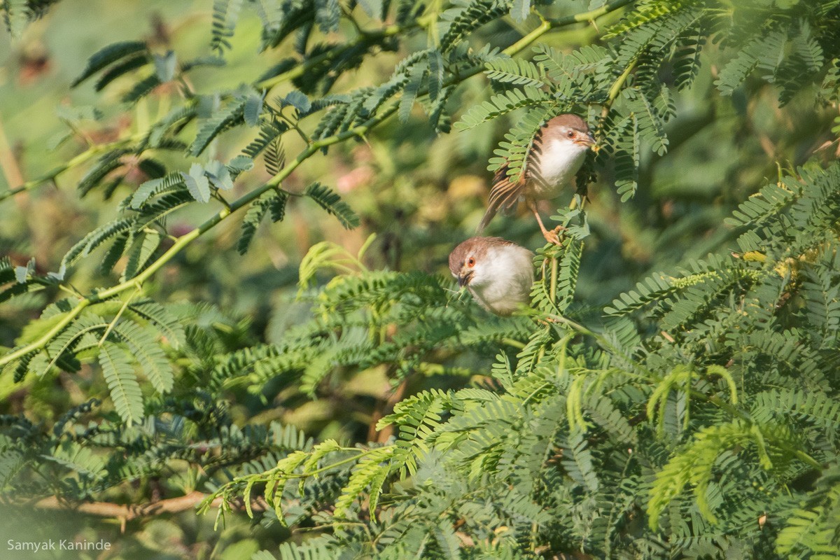 Yellow-eyed Babbler - ML123351121