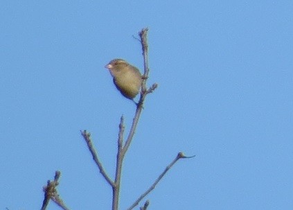 House Sparrow - ML123351501