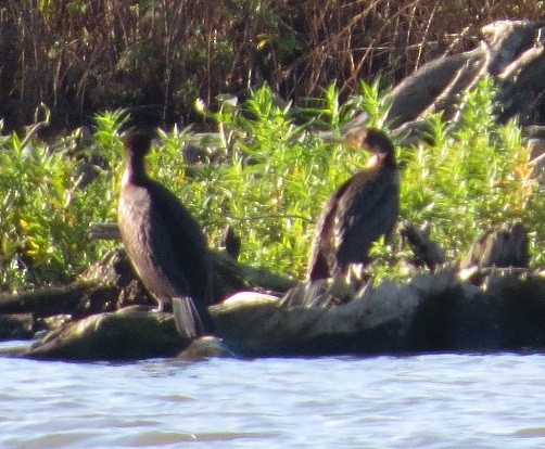 Cormoran à aigrettes - ML123351511