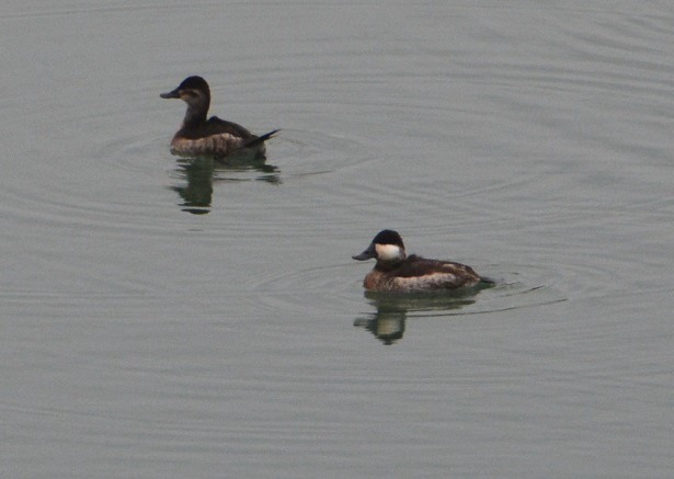 Ruddy Duck - ML123351841