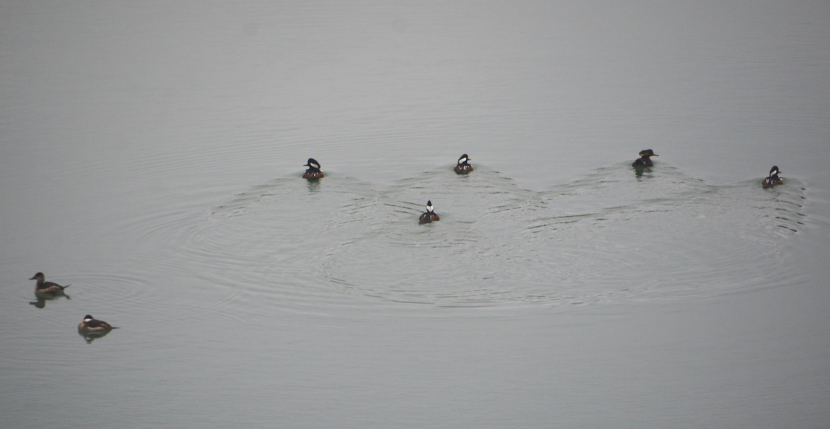 Hooded Merganser - ML123351891