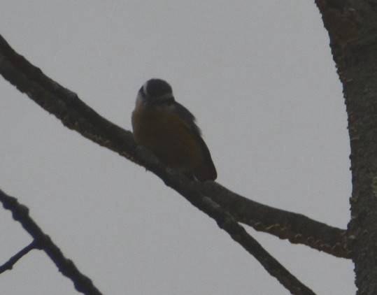 Red-breasted Nuthatch - ML123352071