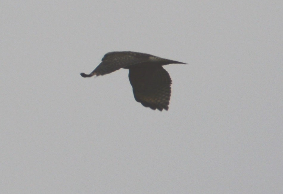 Red-shouldered Hawk - ML123352131