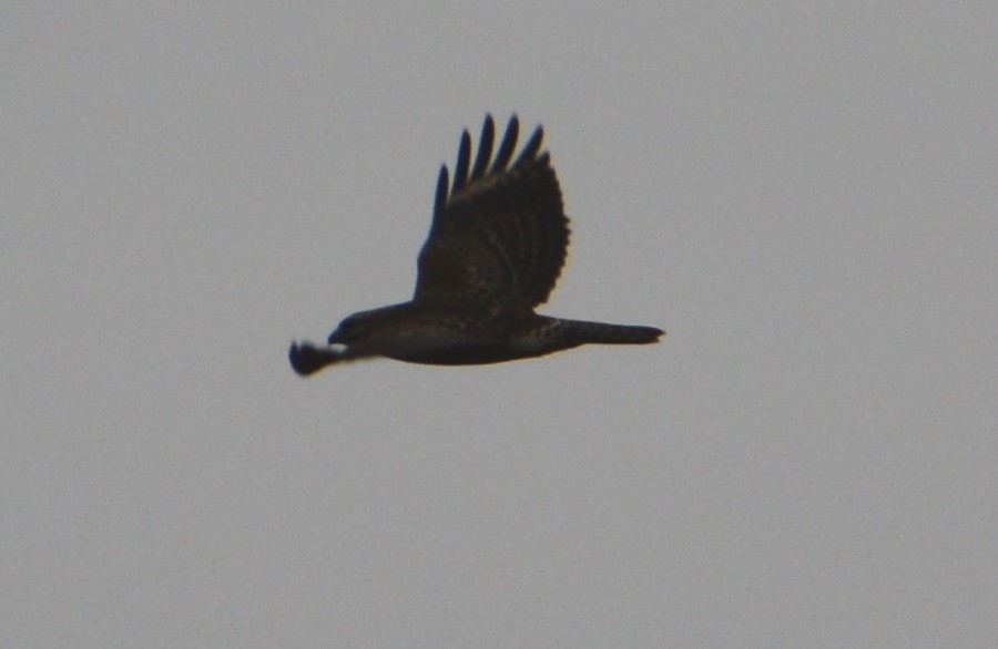 Red-shouldered Hawk - ML123352141