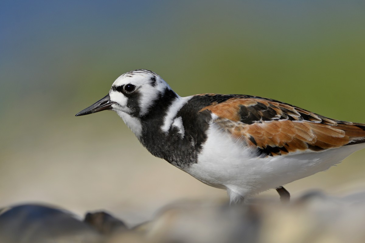 Ruddy Turnstone - ML123353241