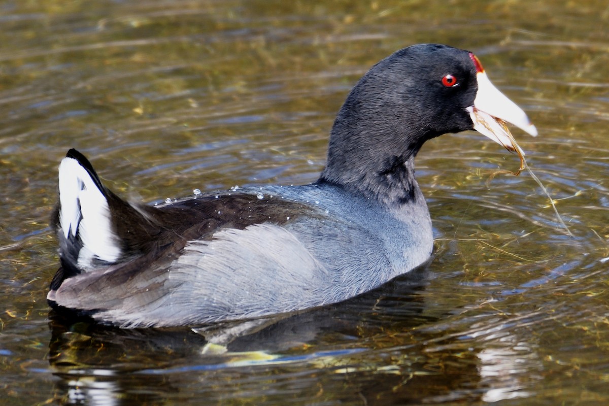 American Coot (Red-shielded) - ML123356771