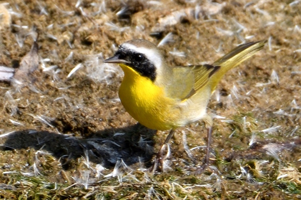 Paruline masquée - ML123357071