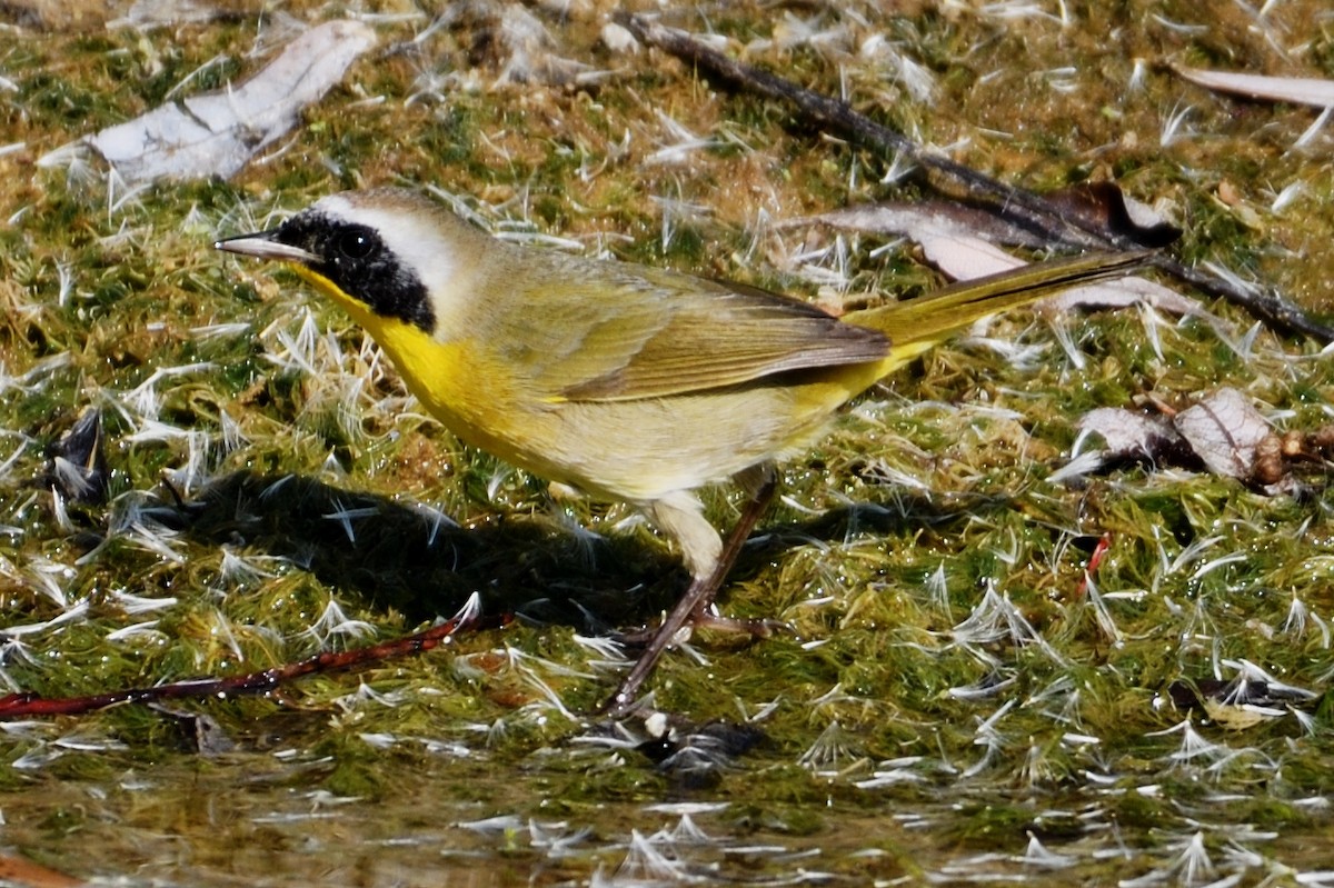 Paruline masquée - ML123357081