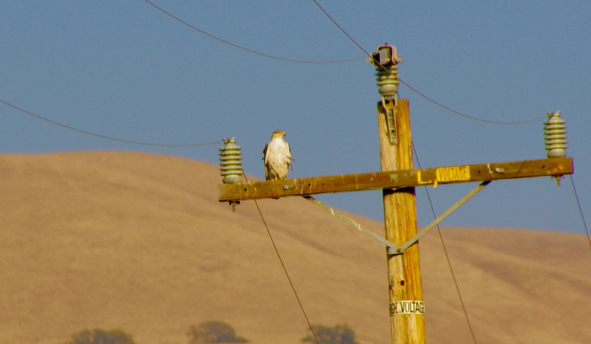 Ferruginous Hawk - Nelson Samuels