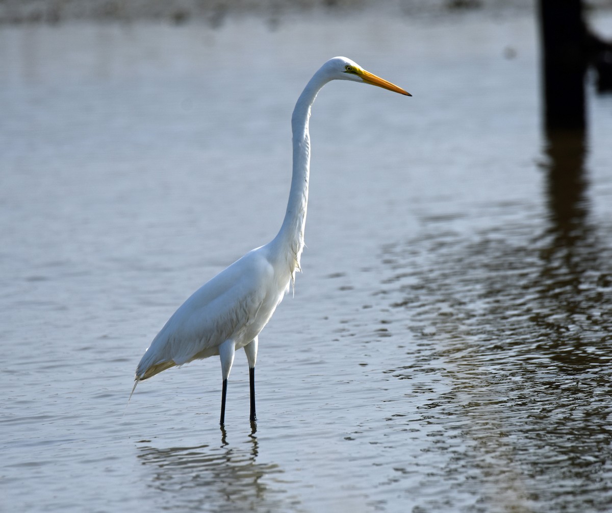 Great Egret - ML123358451