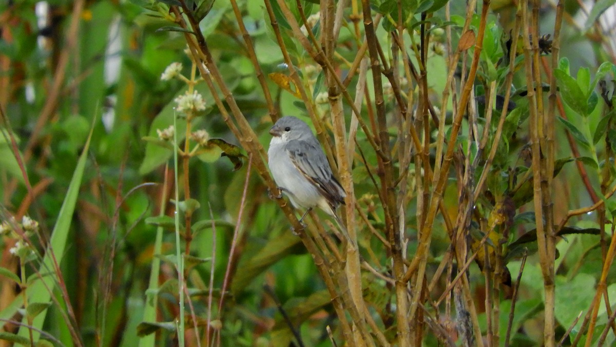 Plumbeous Seedeater - Jorge Muñoz García   CAQUETA BIRDING