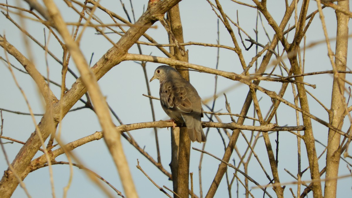 Blue Ground Dove - ML123359011