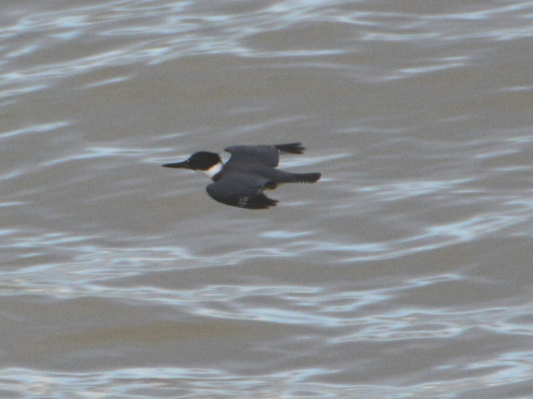 Martin-pêcheur d'Amérique - ML123359801