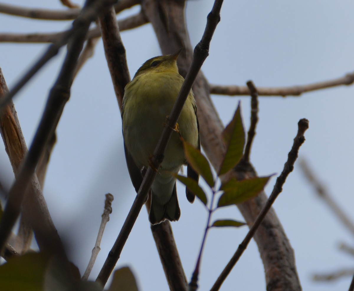 Blackpoll Warbler - ML123359981