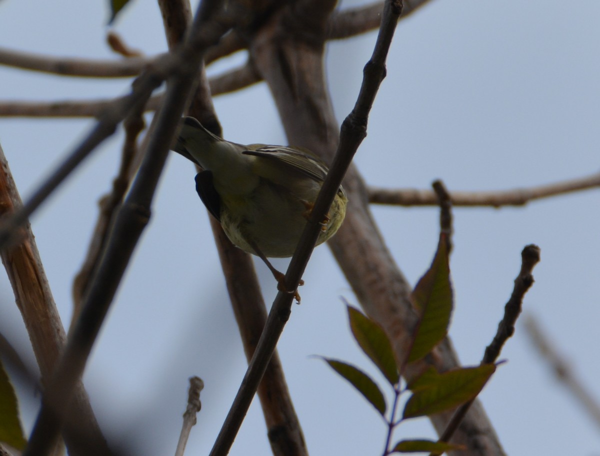 Blackpoll Warbler - ML123360001