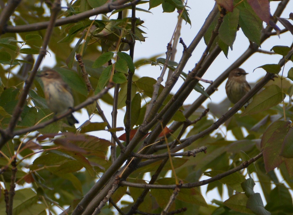 Yellow-rumped Warbler (Myrtle) - ML123360011