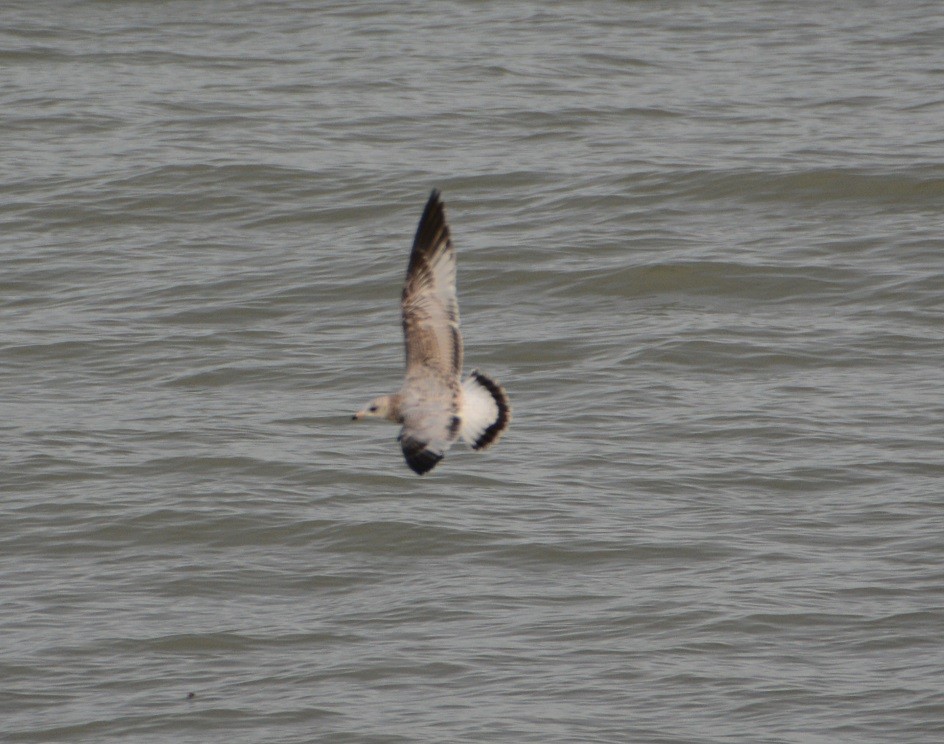 Ring-billed Gull - ML123360021