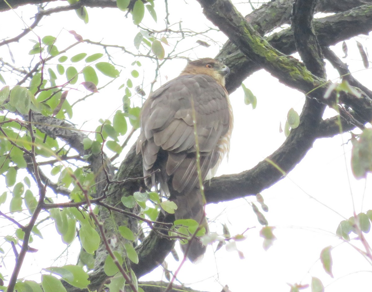 Cooper's Hawk - ML123360041