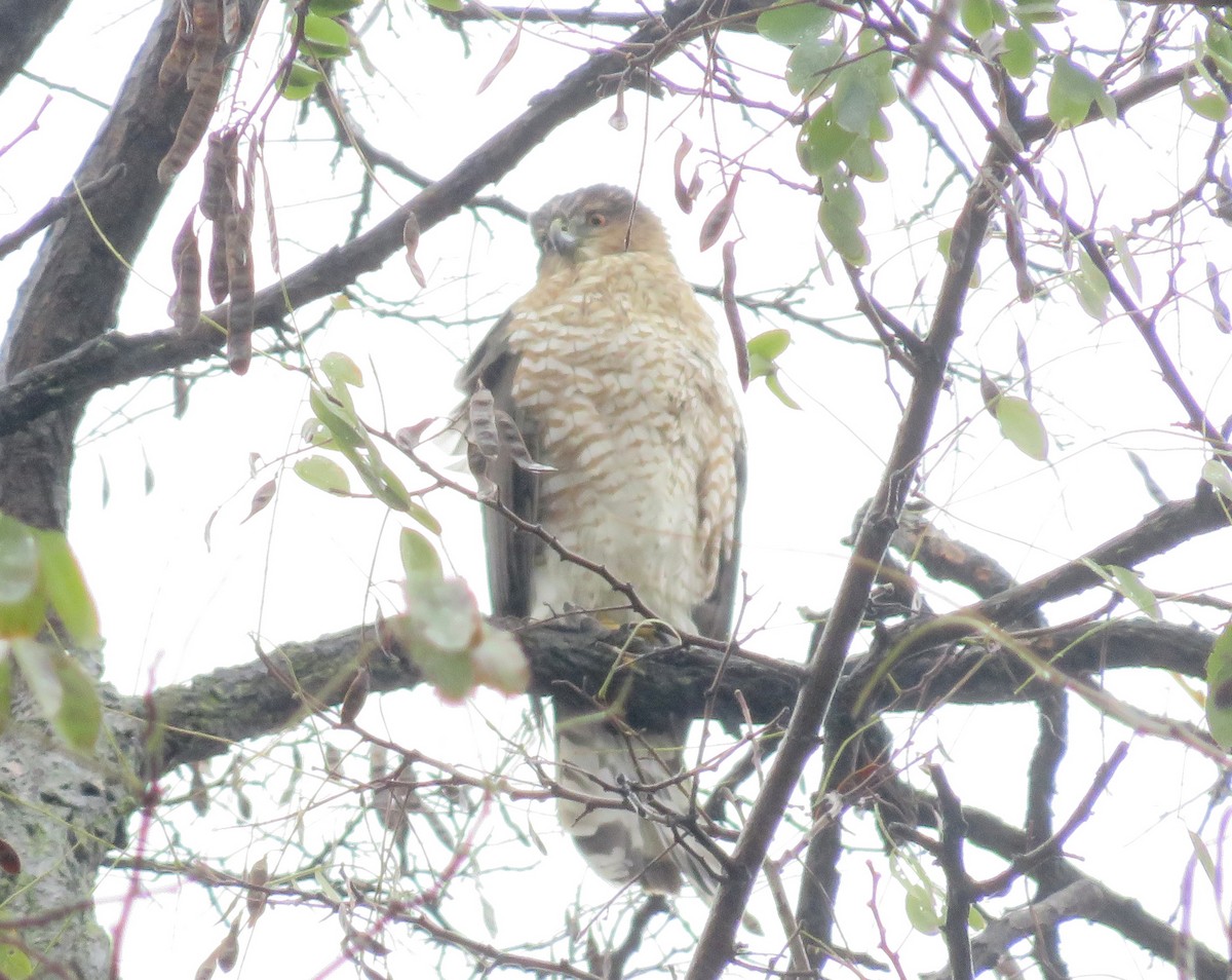 Cooper's Hawk - ML123360051