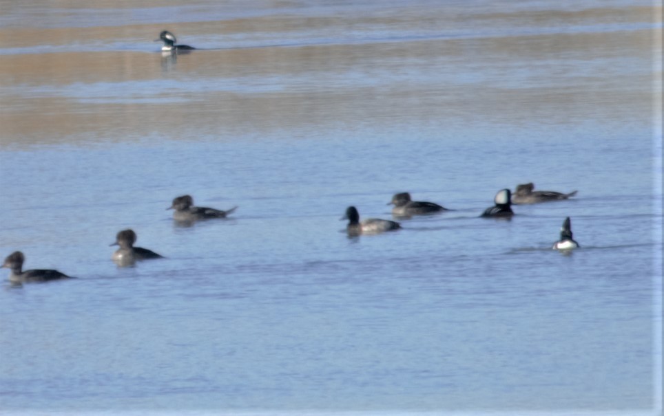 Lesser Scaup - Jeff and Bonnie Jorgensen