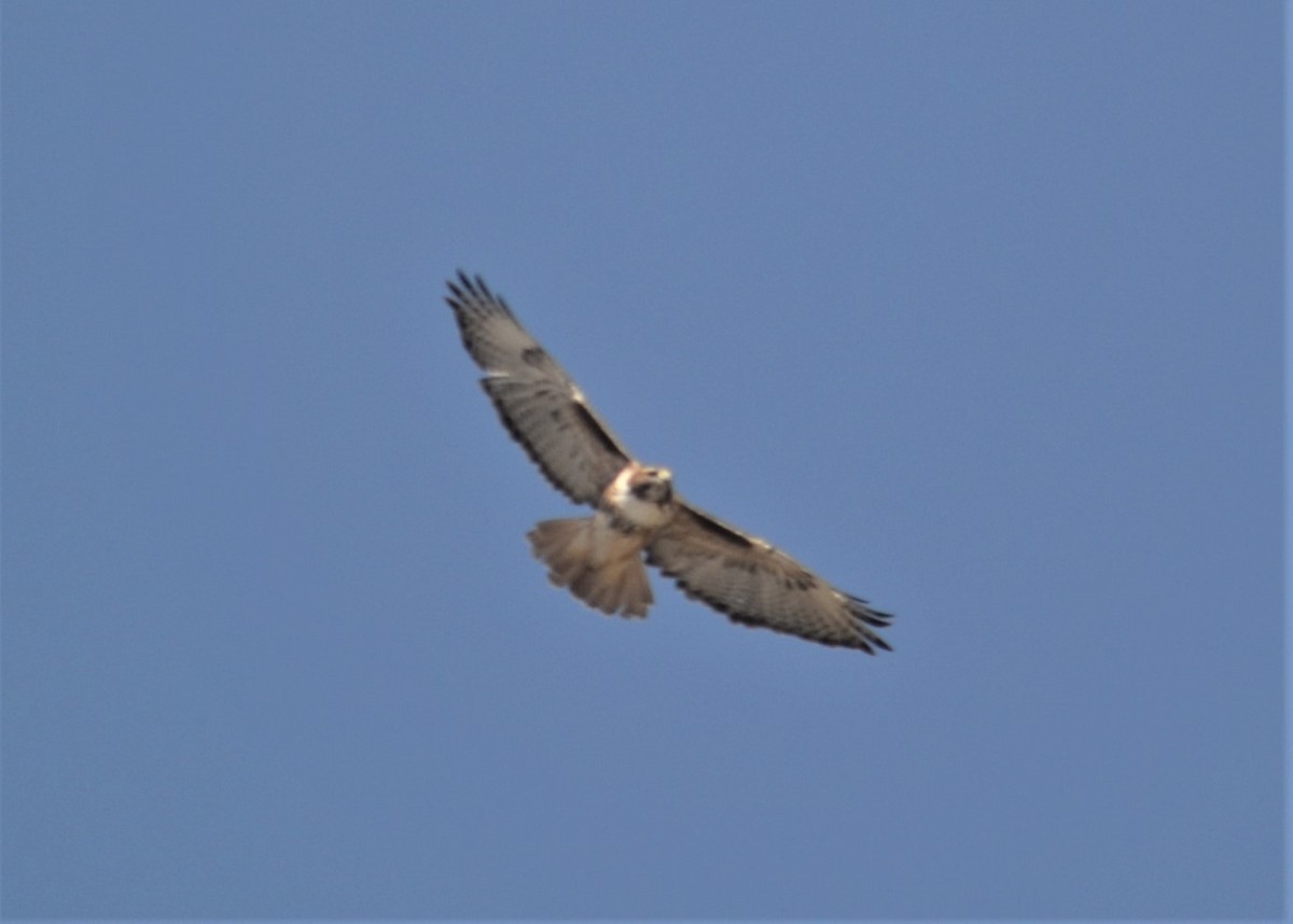 Red-tailed Hawk - ML123360141